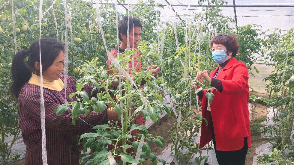 省十三届人大代表、高岳街道双楼村村委会委员谢婷向村民讲解番茄栽培管理.jpg